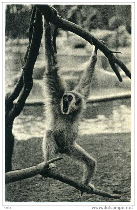 ZOO : PARC ZOOLOGIQUE DU BOIS DE VINCENNES. PARIS. UN GIBBON A MAINS BLANCHES. - Apen