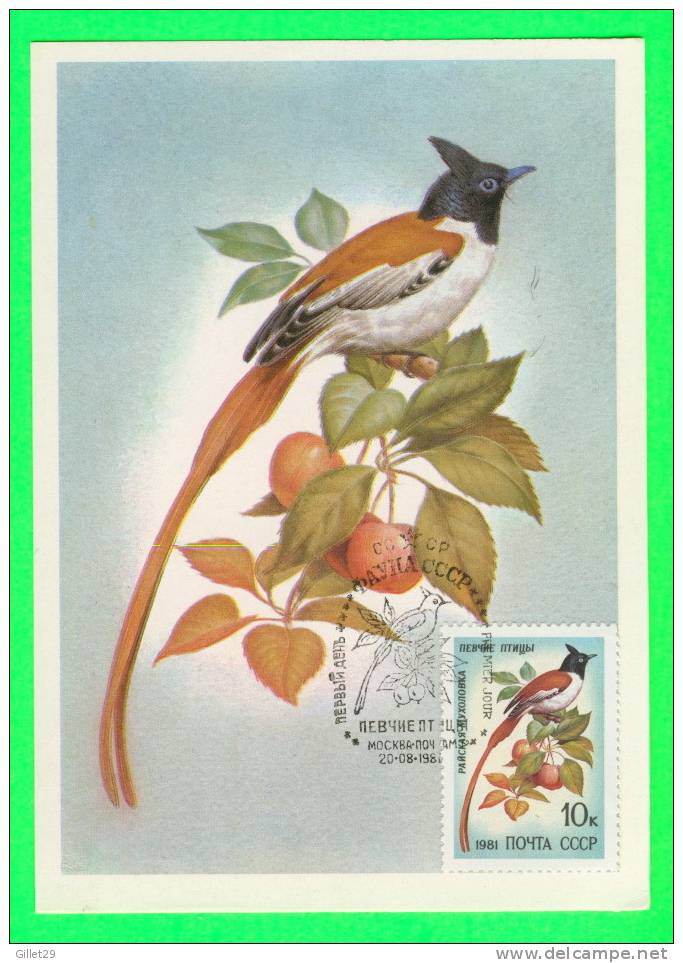 OISEAUX - BIRD - CARTE MAXIMUM RUSSE,1981 - - Cartoline Maximum