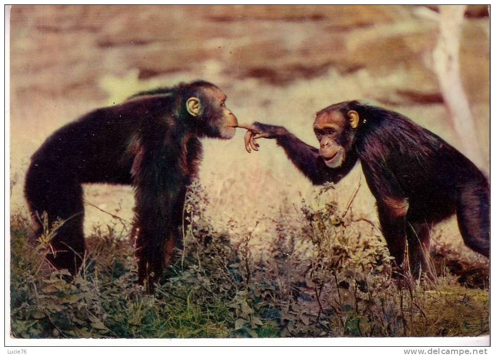 FAUNE AFRICAINE -   CHIMPANZES  -  N°  3553 - Scimmie