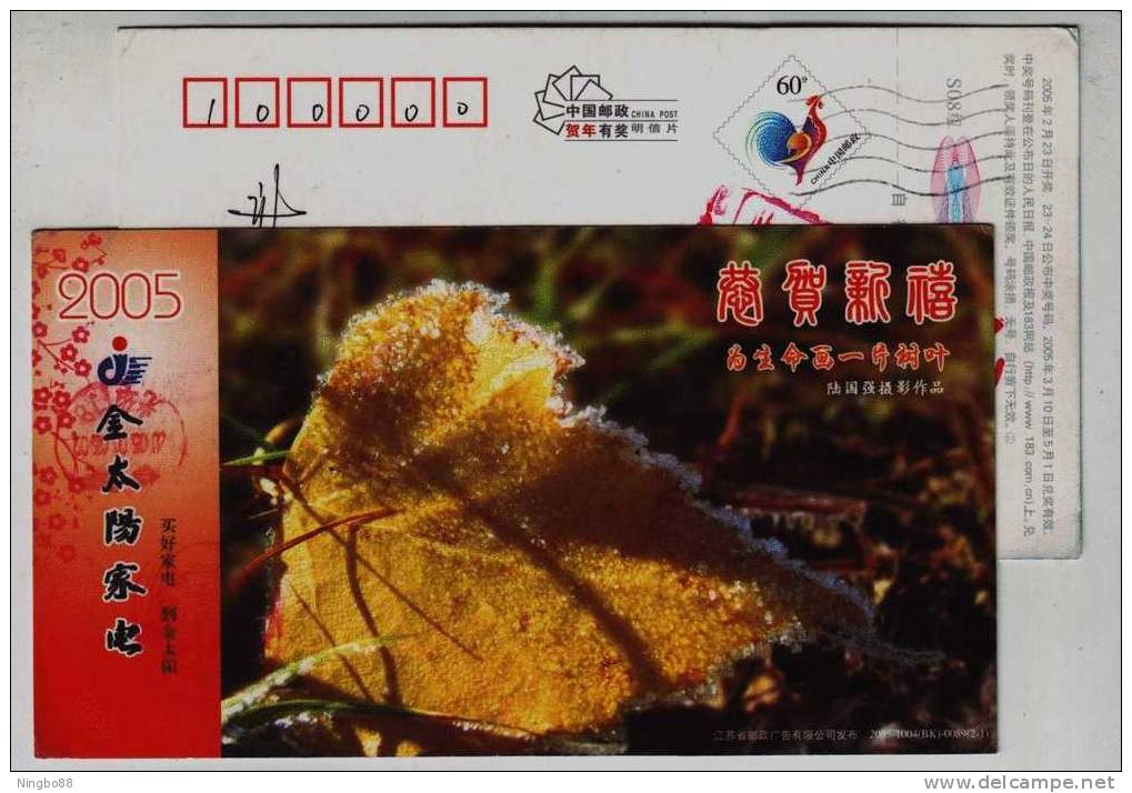 Photography Works,Leaf For Life,China 2005 Golden-sun Electric Alappliance Advertising Pre-stamped Card - Photographie