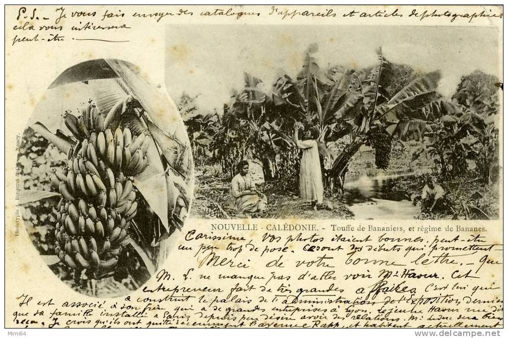 NOUVELLE . CALEDONIE . TOUFFE DE BANANIERS ET REGIME DE BANANES .(carte Précurseur) - Nouvelle Calédonie