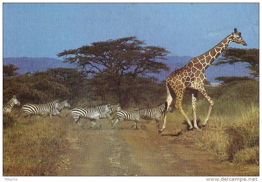 Kenya Afrique Africa - Girafe Et Zèbres - Giraffe And Zebras - Circulée - Used - Zebras