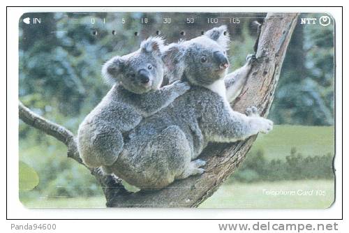 Japon Koalas - Autres & Non Classés