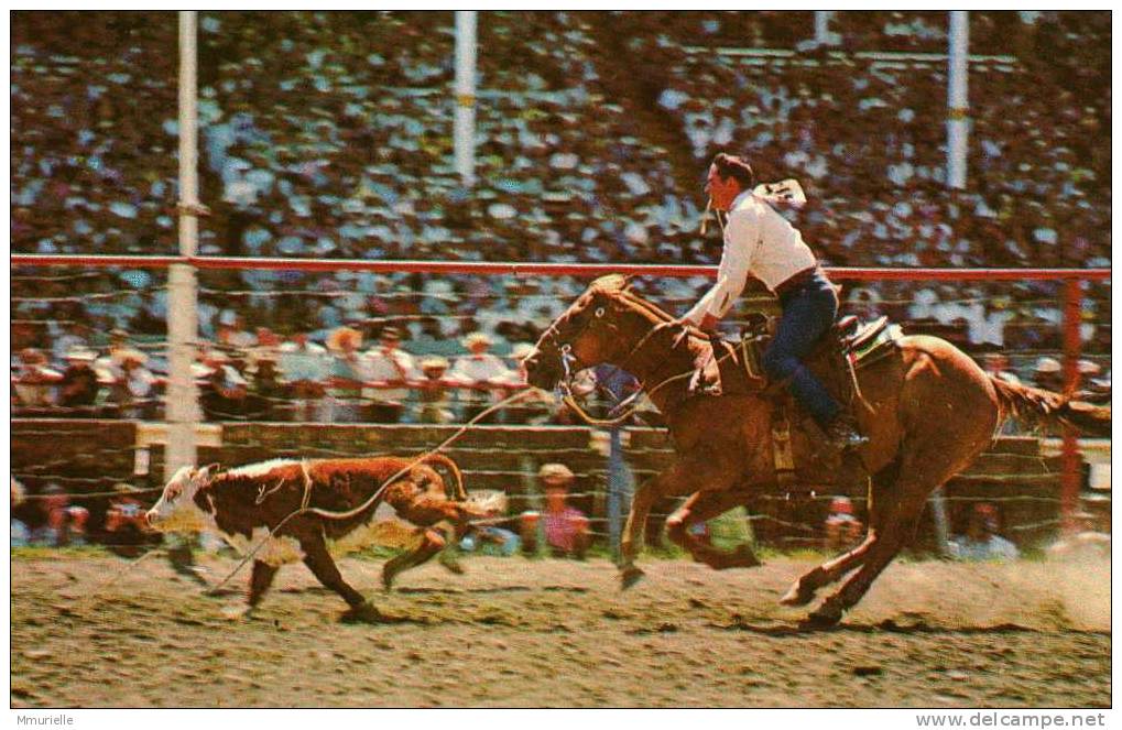 CANADA-CALGARY ALBERTA Spéctacular Calf-roping At Calgary's Stampede-MB - Calgary