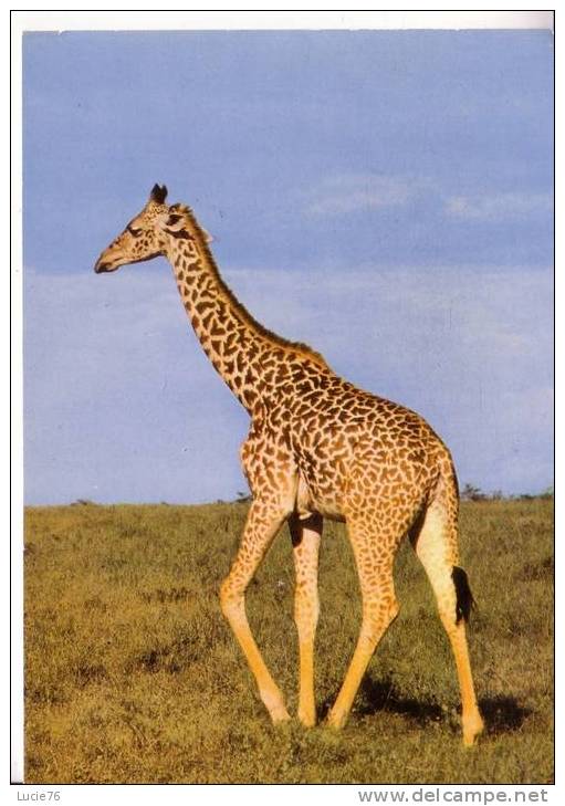 GIRAFE    -  N°  SJ 513 - Giraffes