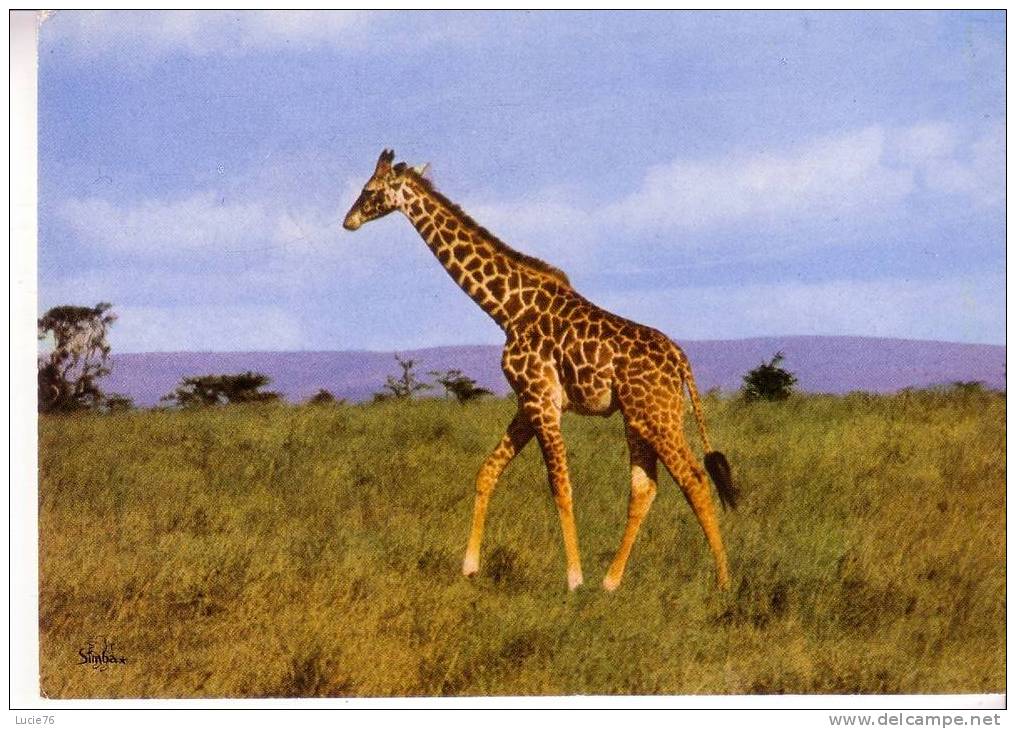 GIRAFE    -  N°   2011 - Giraffes