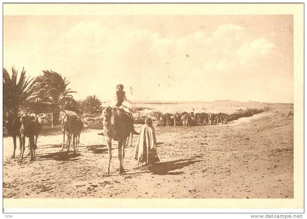 El Oued - Caravane à L'oasis - Mx49 - El-Oued