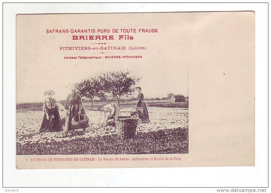 Pithiviers En Gatinais Publicité BRIERRE Recolte Du Safran  Safranières - Pithiviers