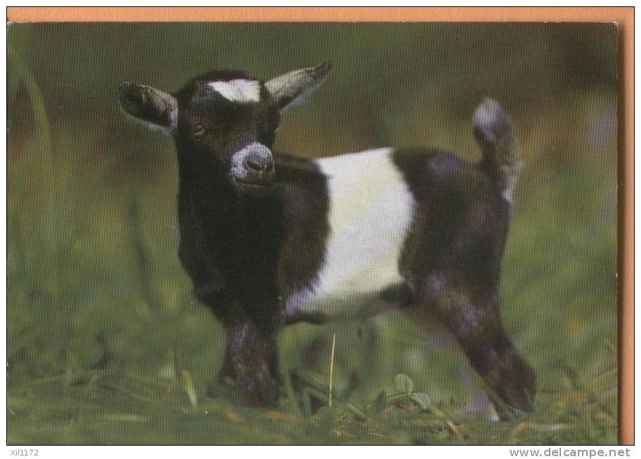 F611 Chèvre Naine, Ziege.Goat,capre,geiten. Cachet Touristique Winterthur 1967 - Winterthur