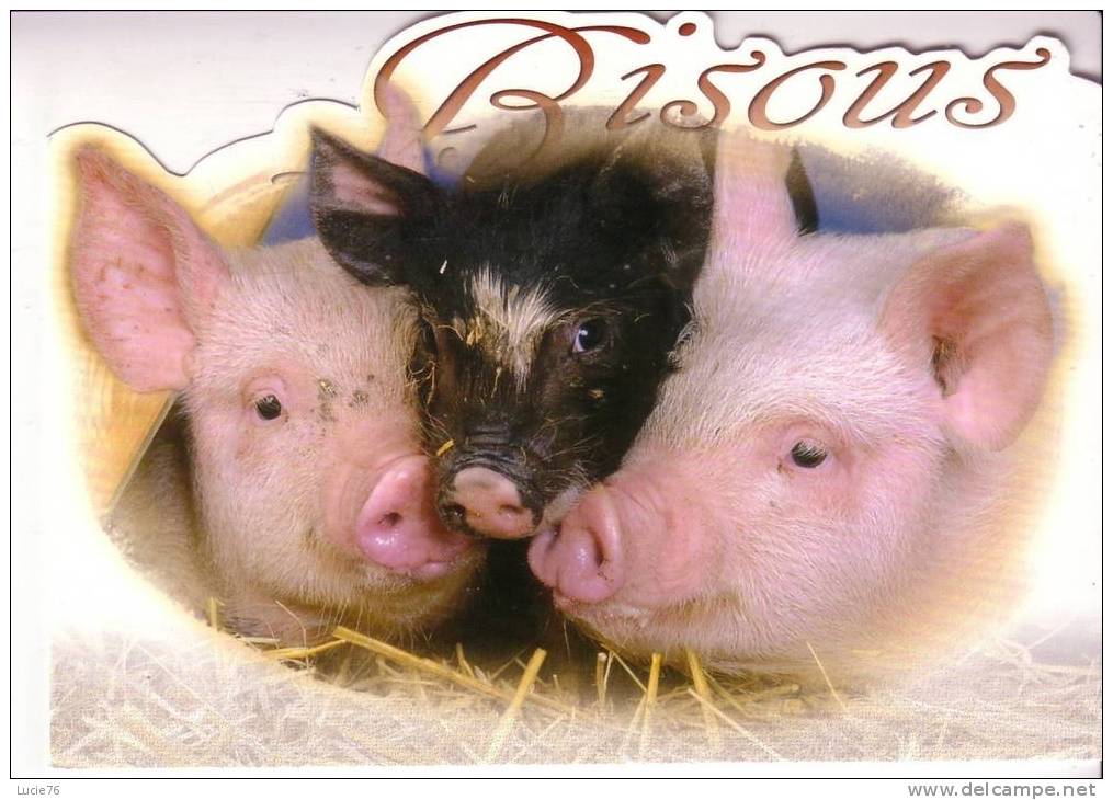 Trois Cochons -   BISOUS - Pigs