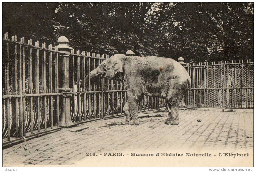 PARIS (75) Zoo éléphant Gros PlanJardin Des Plantes - Elefantes