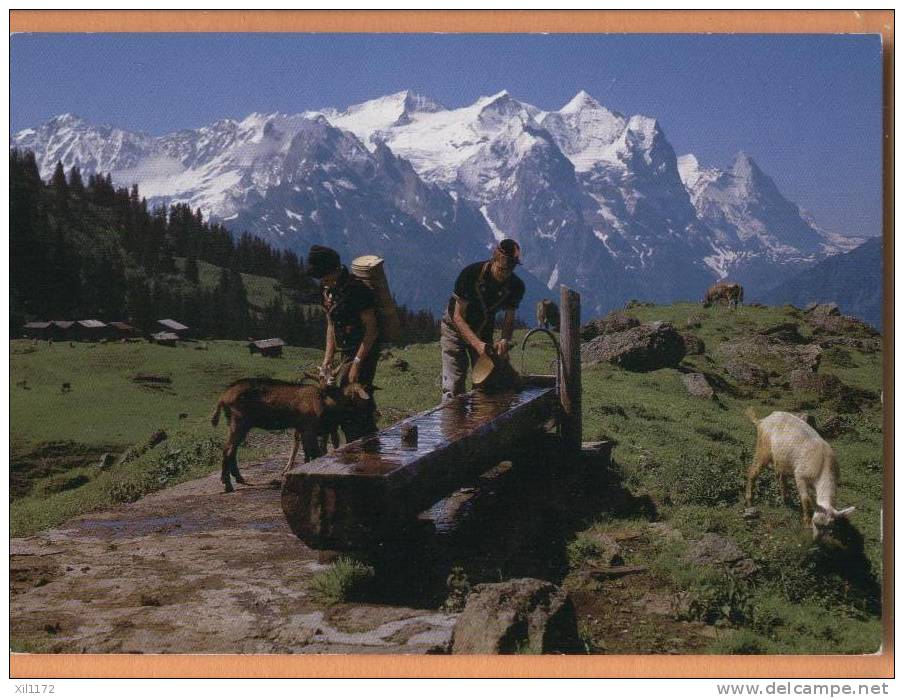 F622 Chèvres Et 2 Bergers,Ziegen,Goat,capre,geiten. Bassin, Wetterhorn. Cachet 1991 Vers Wald - Wald