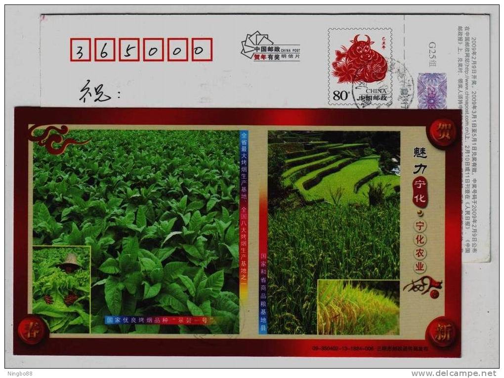 National Choiceness Flue-cured Tobacco,rice Planting,China 2009 Ninghua Agriculture Advertising Pre-stamped Card - Tobacco