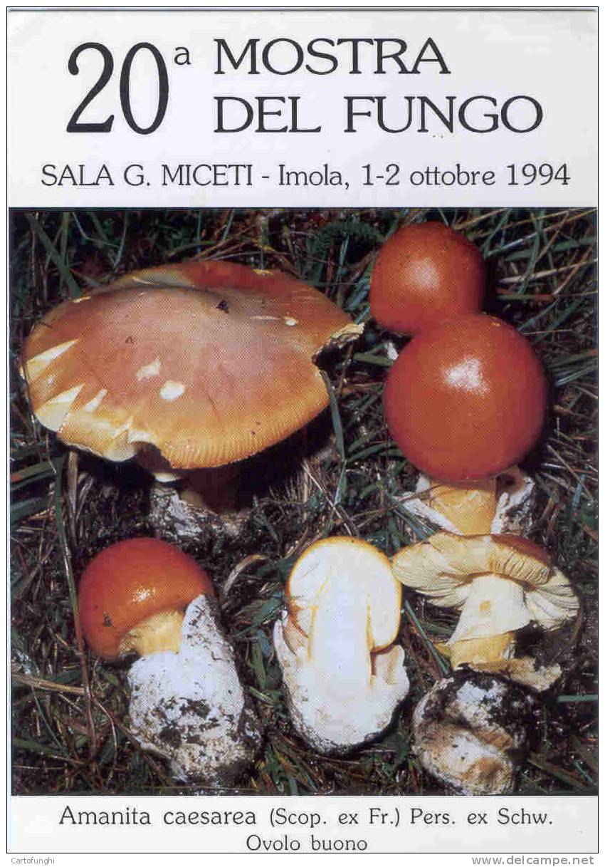 M IMOLA BOLOGNA AMANITA CAESAREA FUNGHI   CHAMPIGNONS  MUSHROOMS  PILZE - Funghi