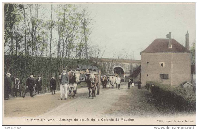 CPA LA MOTTE-BEUVRON - ATTELAGE DE BOEUFS DE LA COLONIE ST-MAURICE - Lamotte Beuvron