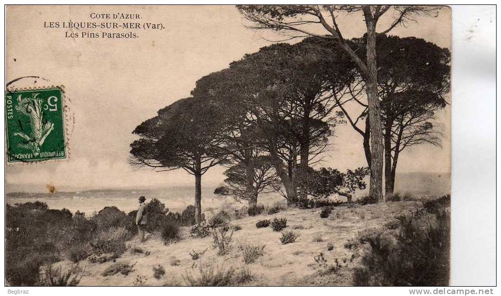 LES LEQUES SUR MER         LES PINS PARASOLS - Les Lecques