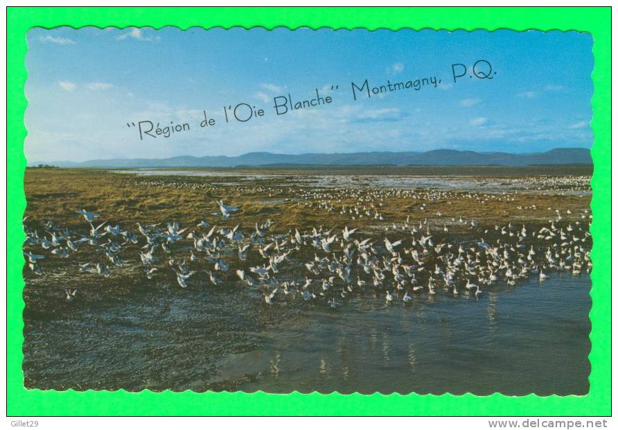 MONTMAGNY, QUÉBEC - LES OIES BLANCHES AU QUAI - CIRCULÉ EN 1984 - UNIC - - Autres & Non Classés