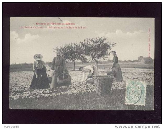 Env.de Pithiviers En Gatinais La Récolte Du Safran Safranières & Cueuillette De La Fleur édit.joly N°1 Belle Carte - Pithiviers