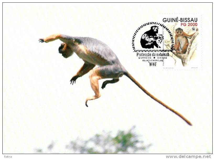 Guinée Bissau : CM Carte Maximum WWF Singe Primate Colobe Bai Procolobus Badius Roter Stummelaffe Red Colobus - Singes