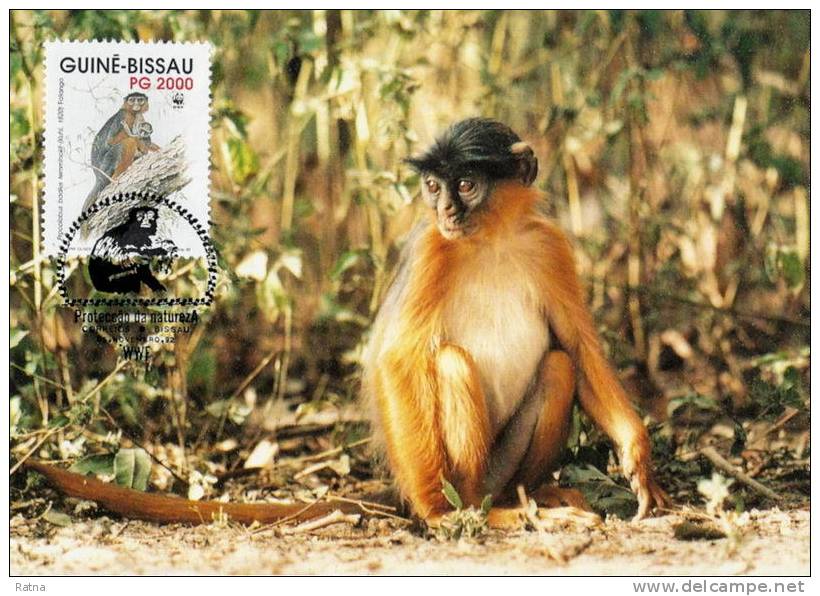 Guinée Bissau : CM Carte Maximum WWF Singe Primate Colobe Bai Procolobus Badius Roter Stummelaffe Red Colobus - Apen