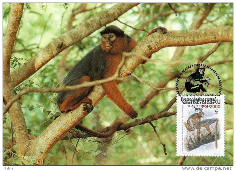 Guinée Bissau : CM Carte Maximum WWF Singe Primate Colobe Bai Procolobus Badius Roter Stummelaffe Red Colobus - Apen