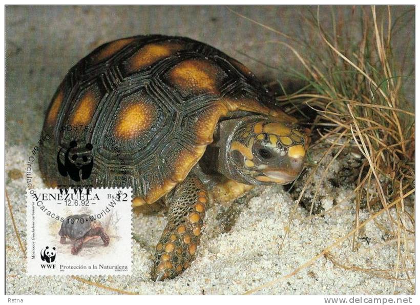 Venezuela : CM Carte Maximum WWF Reptile Tortue Geochelone Carbonaria Red Footed Tortoise Kohlerschildkrote - Tortugas