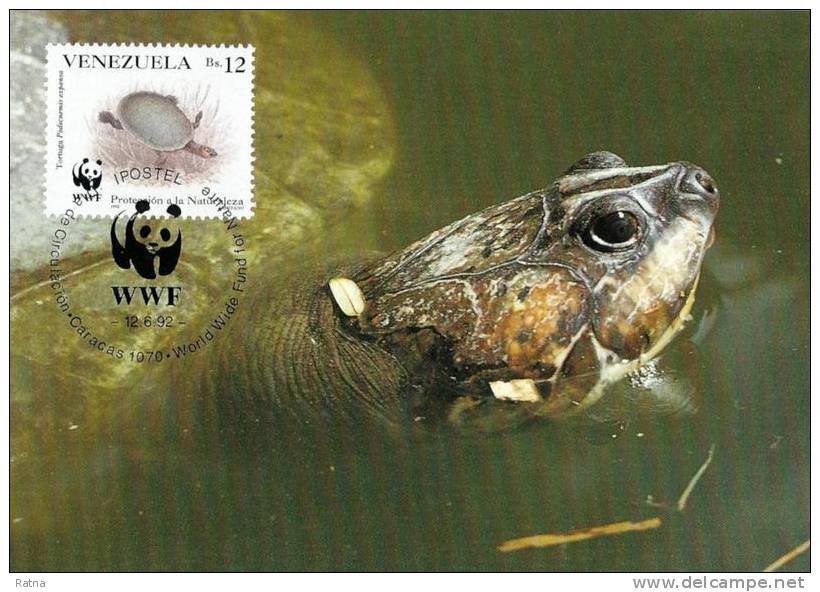 Venezuela : CM Carte Maximum WWF Reptile Tortue Pdocnemis Expansa Arrau River Turtle Arrauschildkrote - Turtles