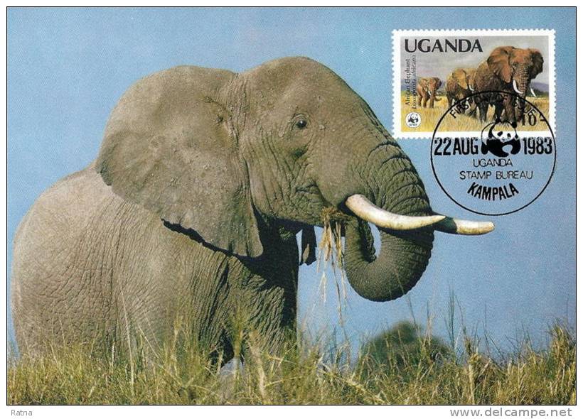 Ouganda : CM Carte Maximum WWF Loxodonta Africana Elephant Afrique Africain Afrikanische Elefanten - Eléphants