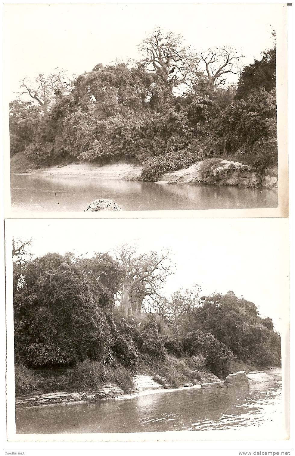 Sénégal.Photos Réelles De 1946. Lot De 2 Prises De Vue De Baobabs. - Sénégal