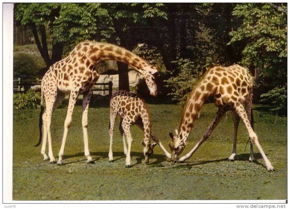 GIRAFE - Afrique -  Muséum National D´Histoire Naturelle PARC ZOOLOGIQUE - Paris - Giraffes