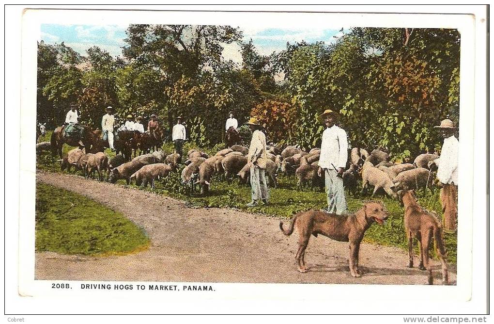 CANAL DE PANAMA - Conduite De Porcs Au Marché - Panama