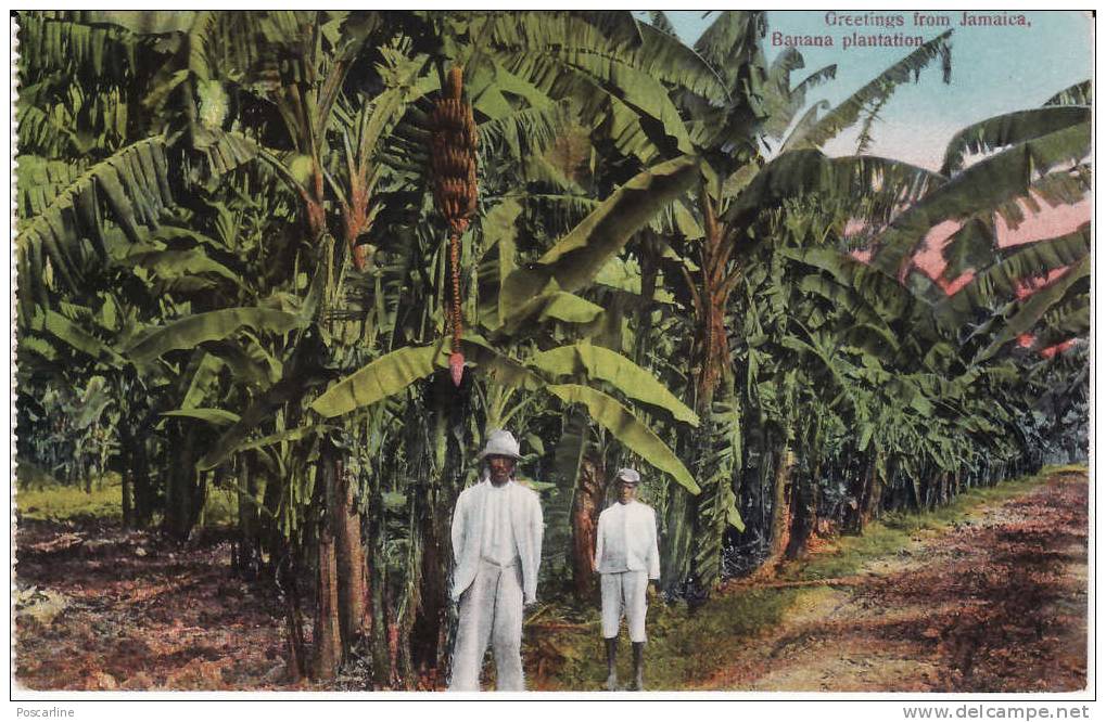 CPA Greetings From Jamaica; Jamaïque, Banana Plantation, Plantation De Bananes, Animée !!! - Jamaïque