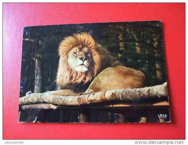 CPM -THEME ANIMAUX-LION-RESERVE AFRICAINE DU CHATEAU DE THOIRY EN YVELINES 78 -CARTE EN BON ETAT - Lions