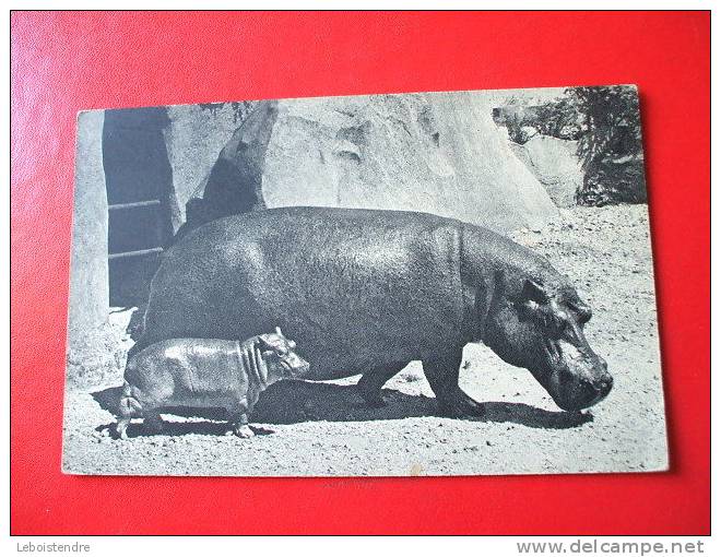 CPSM -THEME ANIMAUX -HIPPOPOTAME ET SON PETIT-PARC ZOOLOGIQUE DU BOIS DE VINCENNES-COMITE NATIONAL  DE L'ENFANCE-BEG - Hippopotames