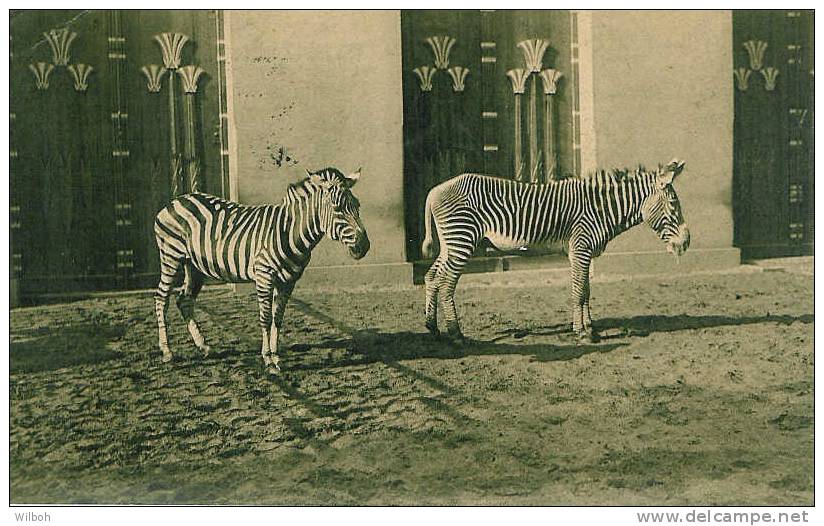 Antwerpen-Dierentuin -Grevy's En Grani's Zebra- Jardin Zoologique-Zèbre De Grévy Et Zèbre De Grani - Aartselaar