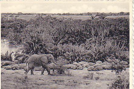 Elephant Et Hippopotames Bugugu Rivière Rutshuru Plaine Du Lac Edouard, Par National Albert - Hippopotames