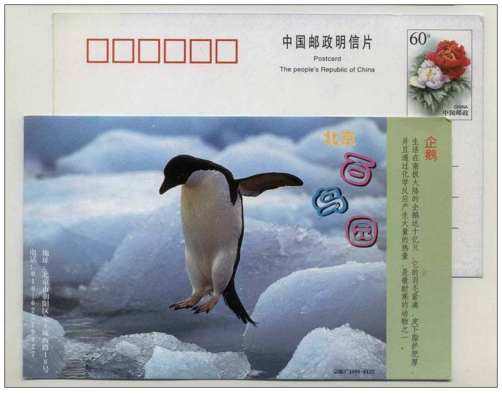 Antactic Penguin,China 1999 Beijing Bird Paradise Advertising Postal Stationery Card - Antarctic Wildlife