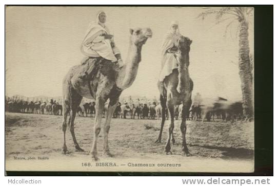 ALGERIE BISKRA /   Chameaux Coureurs   / - Biskra