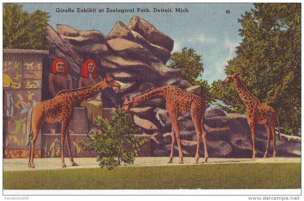 Z2242, Detroit Zoo USA, Giraffes ,circulated Before 1948, Excellent Shape - Giraffe