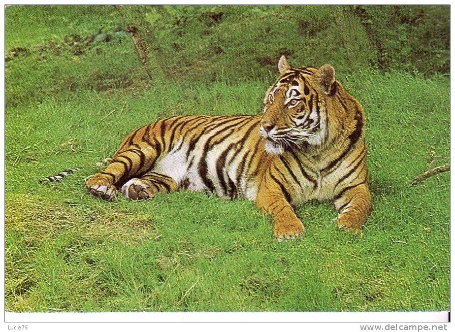 TIGRE -  Tiger Panthera Tigris - Tigres