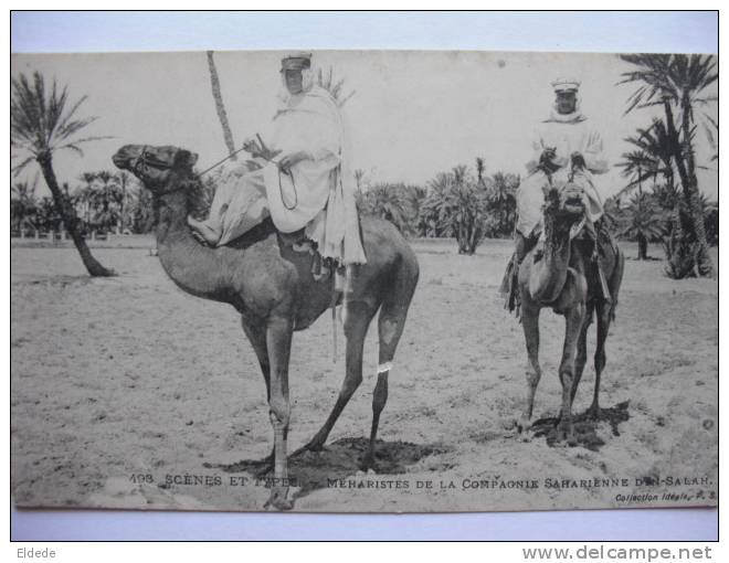 Compagnie Saharienne D' In Salah   Meharistes  Mehari  Algerie Sahara - Reggimenti