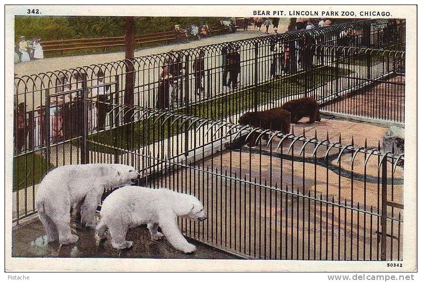 Chicago - Lincoln Park Zoo - Bear Pit - Ours - Neuve Unused - Ours