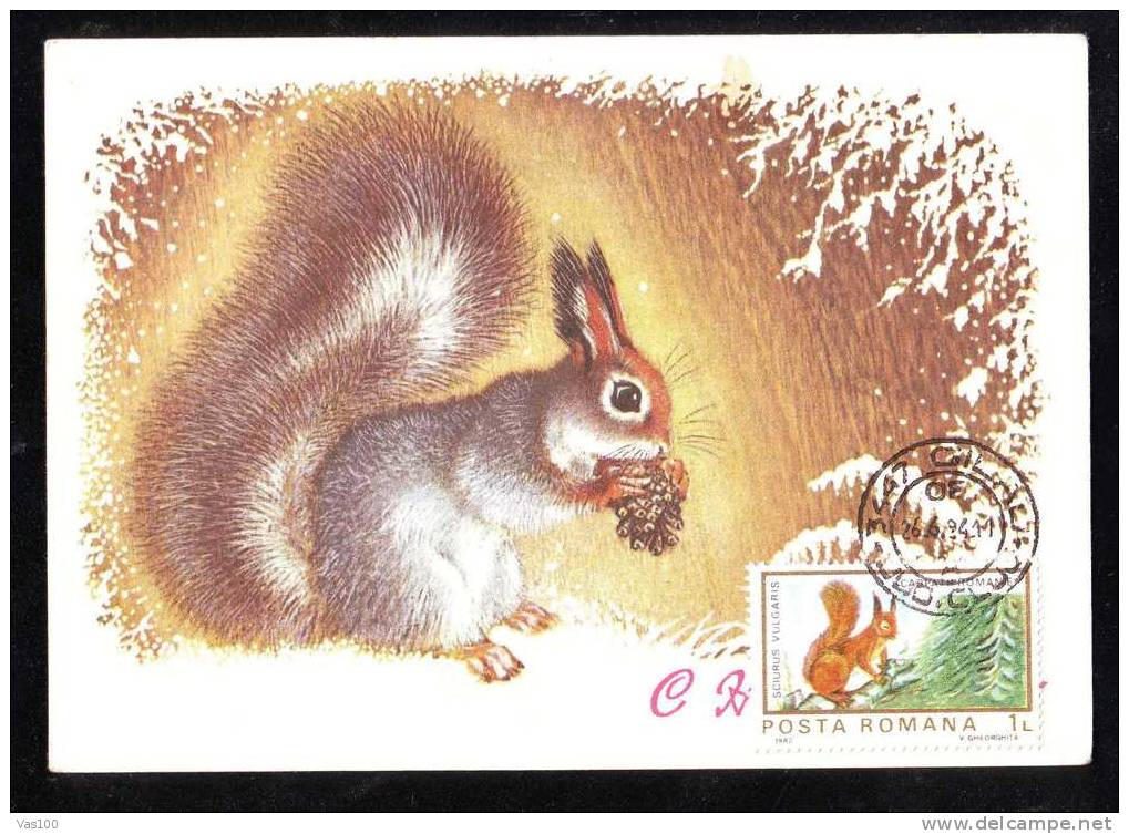 Romania 1994 Maximum Card Animals SCIURS VULGARIS,Romania. - Nager