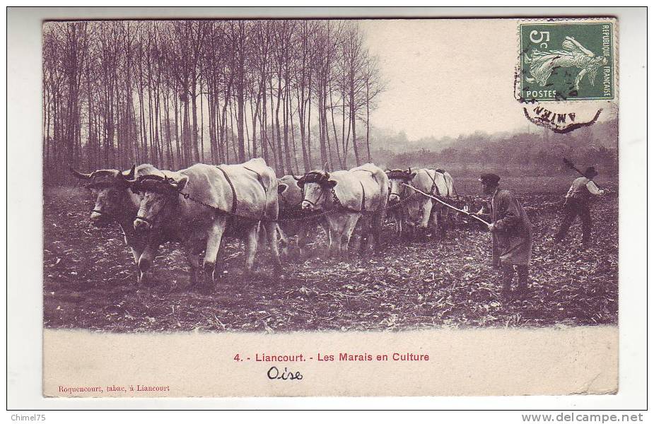 Liancourt Les Marais En Culture Attelage De Boeufs - Liancourt