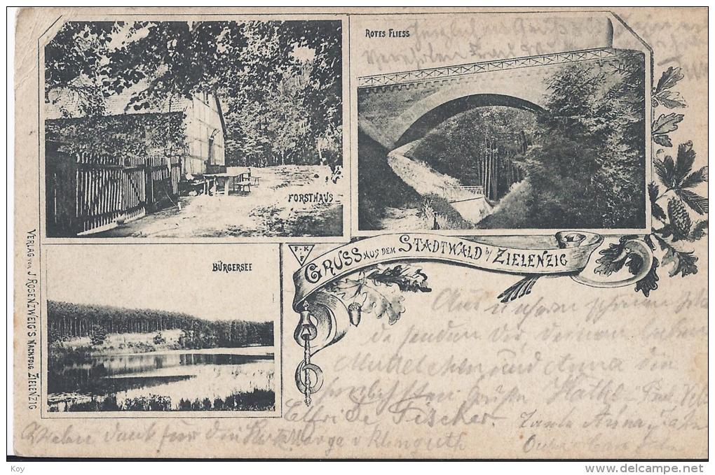 &#9608;&#9619;&#9618;    GRUSS AUS STADTWALD ZIELENZIG&#9608;&#9619;&#9618;   LEBUSER LAND  AK ~ 1897 - Neumark