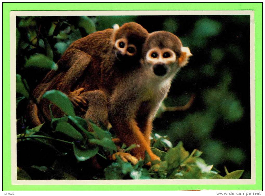 SINGES - SQUIRREL MONKEY (SAIMIRI SCIUREUS) - - Apen