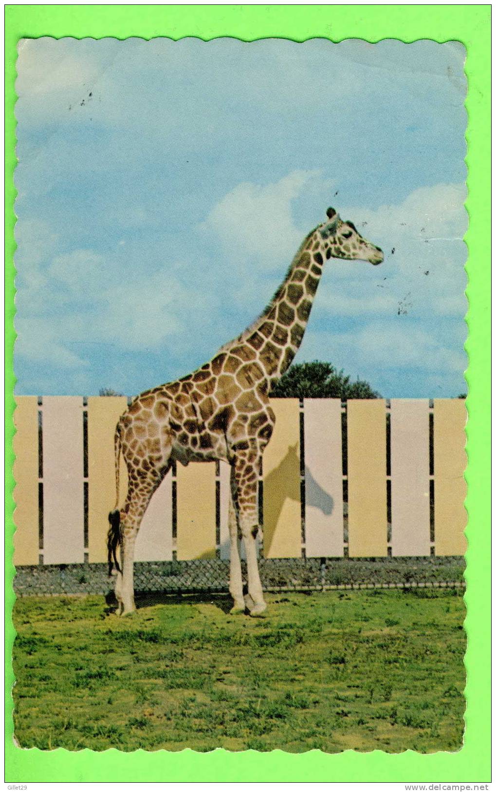 GIRAFE - BÉBÉ GIRAFE RETICULÉE D'AFRIQUE - PARC ZOOLOGIQUE DE GRANBY - PUB. BY J. BIENVENUE - - Giraffes