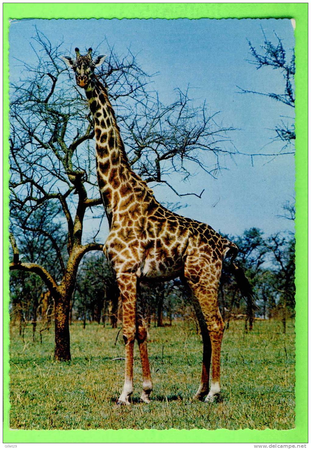 GIRAFE - GIRAFFE - CAMELOPARDALIS (Giraffa Camelopardalis) - - Giraffes