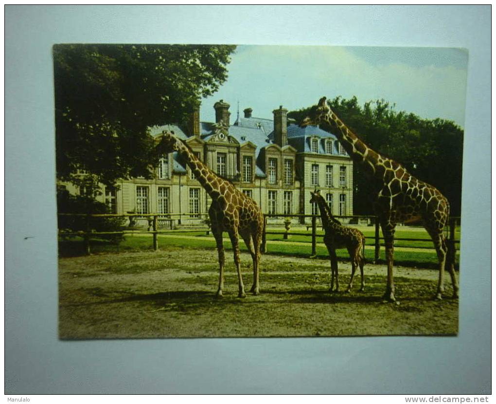 D 78 - Château De Thoiry-en-yvelines - Girafe Réticulée Et Son Petit Né à Thoiry - Thoiry