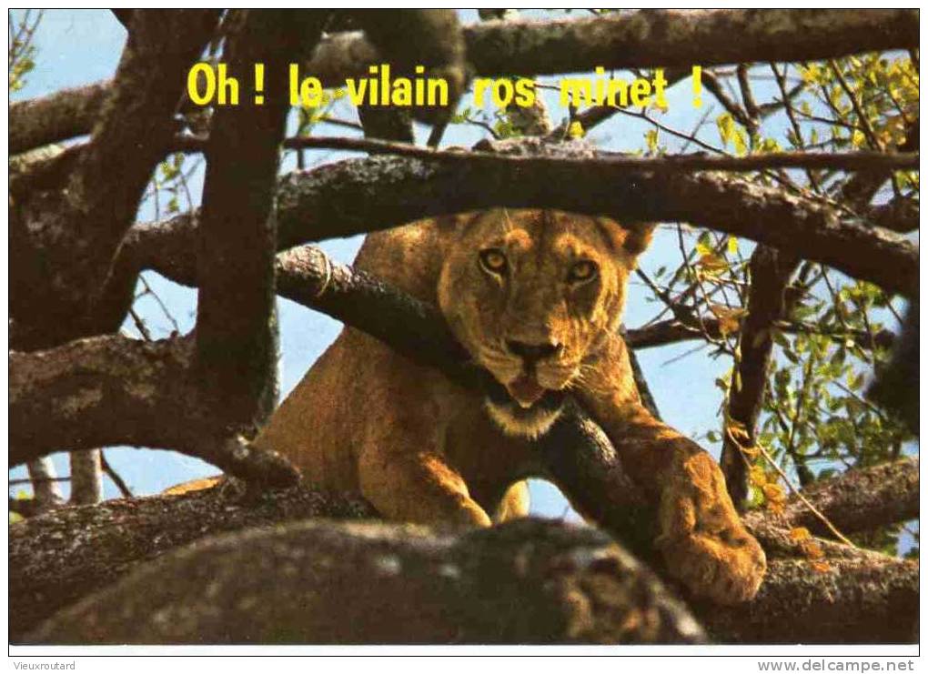 CPSM.  OH ! LE VILAIN ROS MINET ! - Lions